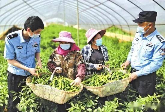 政法干警助力對(duì)口扶貧村農(nóng)產(chǎn)品 休閑農(nóng)業(yè)開(kāi)啟脫貧新路徑