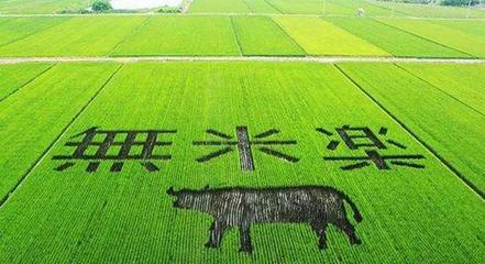 不怕競爭的臺(tái)灣農(nóng)業(yè) 休閑農(nóng)業(yè)的魅力何在？