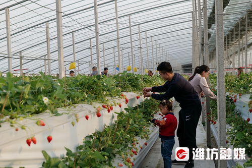 甜蜜產(chǎn)業(yè)結(jié)碩果，休閑農(nóng)業(yè)繪新篇——濰坊濰城區(qū)聚力經(jīng)濟(jì)發(fā)展主戰(zhàn)場(chǎng)