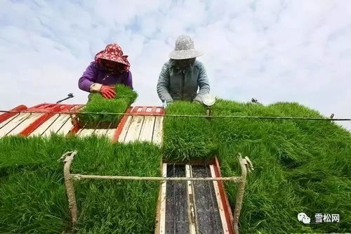 臺灣休閑農業理念移植上海，40畝草莓園年產值破500萬的啟示